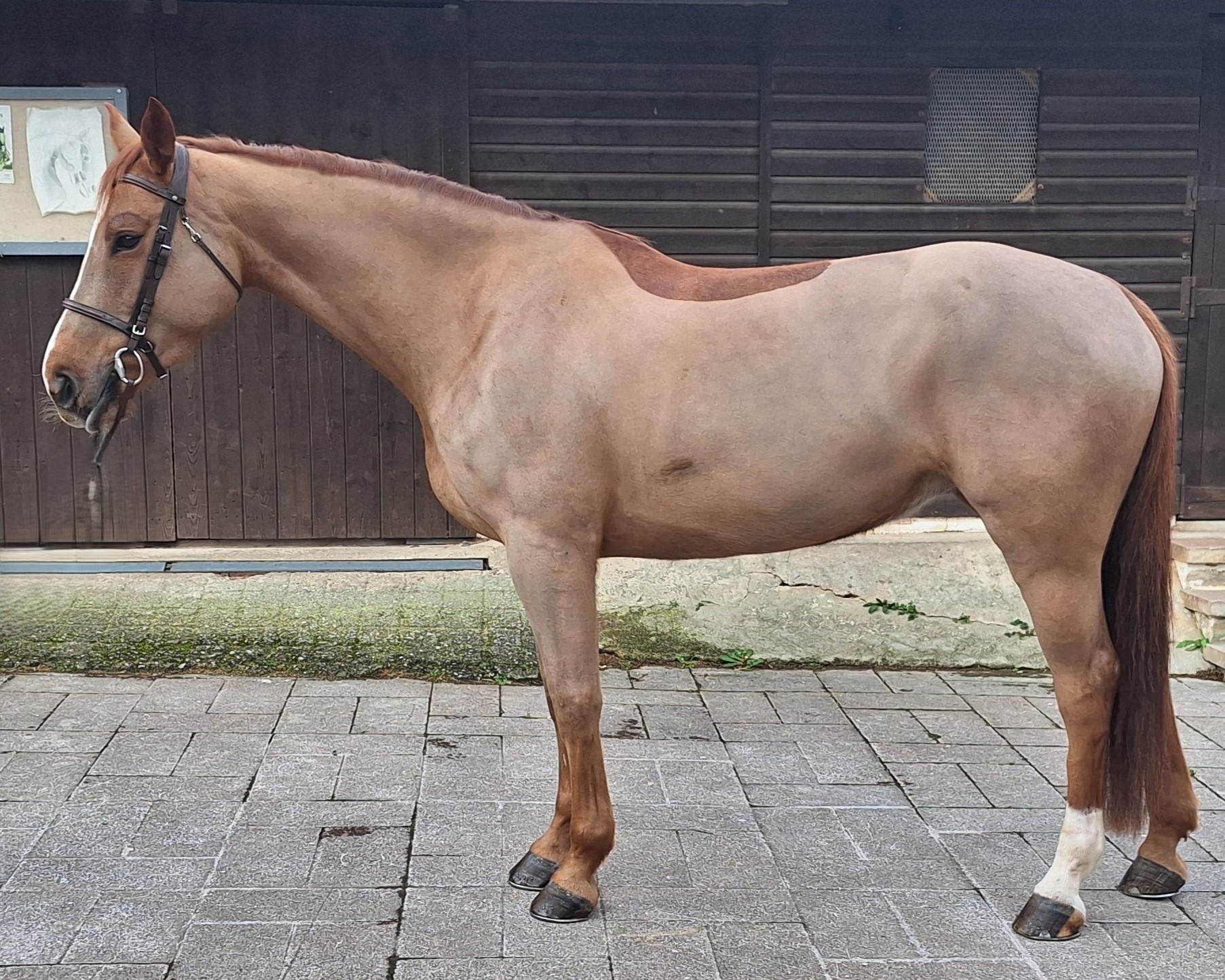 horse